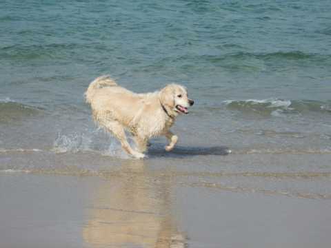海滩奔跑的金毛犬