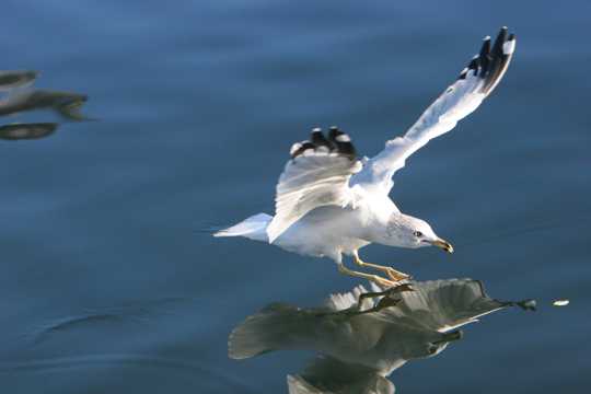 翱游的海鸥高清图片