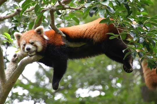 树枝上的红熊猫