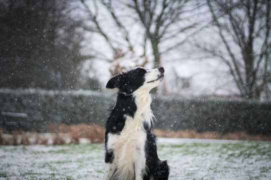 雪中的边境牧羊犬
