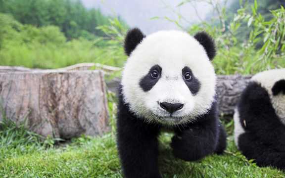 开心玩耍的熊猫图片
