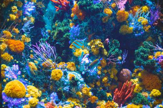 海底里唯美美丽的珊瑚图片