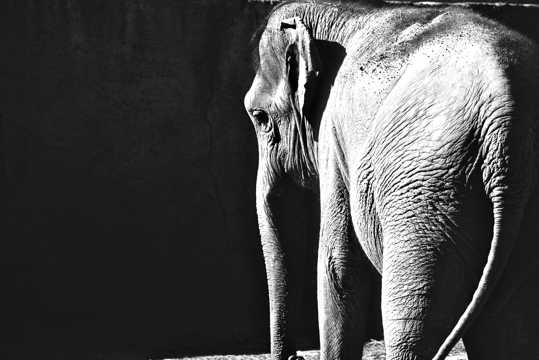 大象高清图片