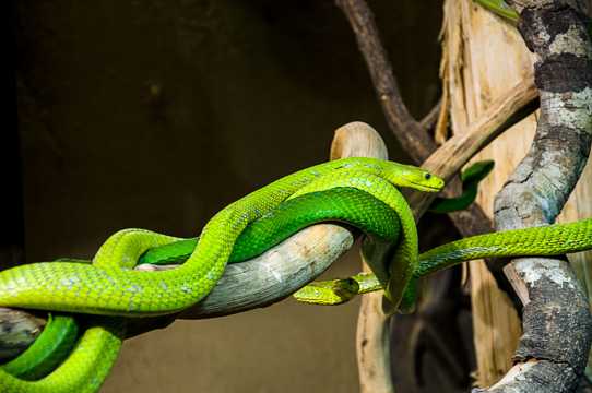 野生动物绿曼巴蛇图片
