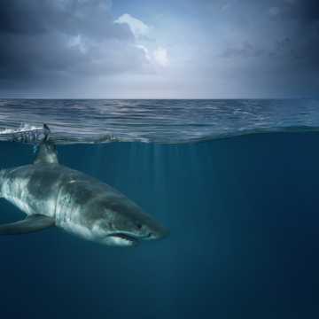 海中鲨鱼图片