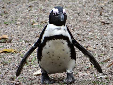 呆萌的非洲企鹅图片