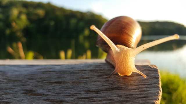 阳光下的白玉蜗牛