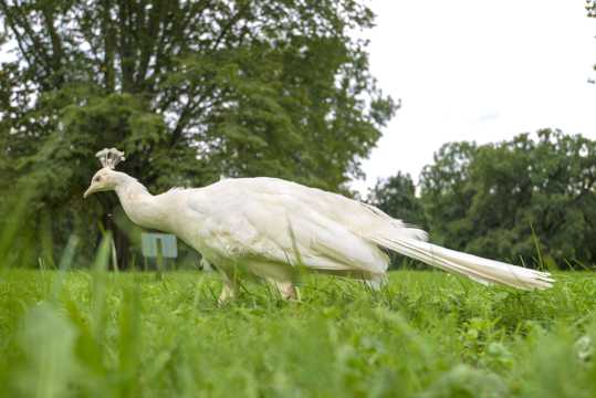 草地上的白孔雀