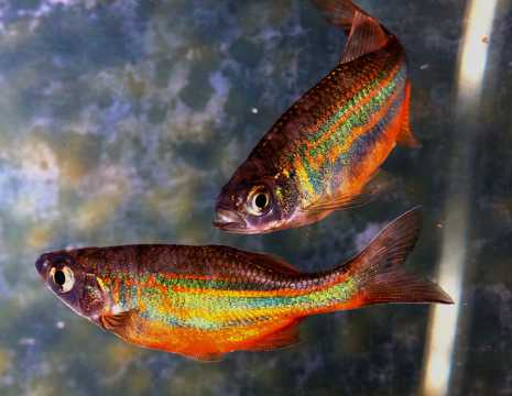 漂亮的彩虹鱼