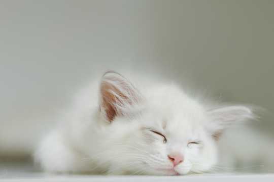 纯白色小猫睡觉