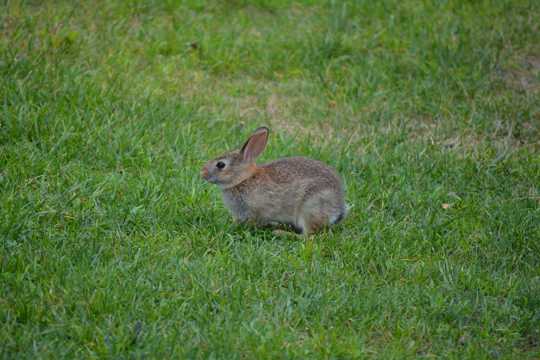 原野上的小灰兔