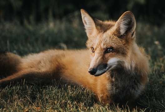 野生动物赤狐图片