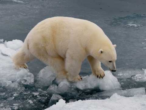 北极白熊图片