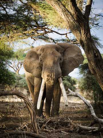 草原上巨大的大象