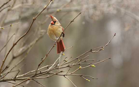 枝头上的北美红雀