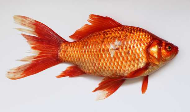 水生动物红鲫鱼图片
