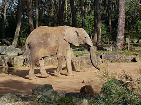野生动物非洲象图片