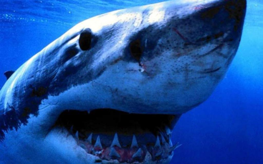 最强鲨鱼第一名图片