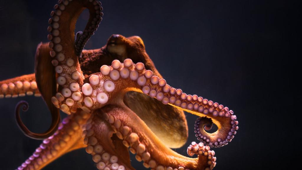世界上最美的章鱼图片