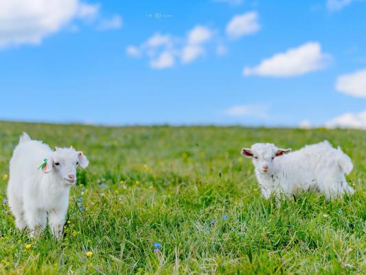 藍天下的草原與綿羊