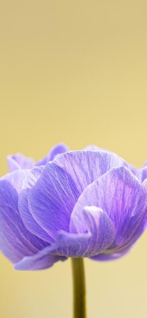 紫色的银莲花
