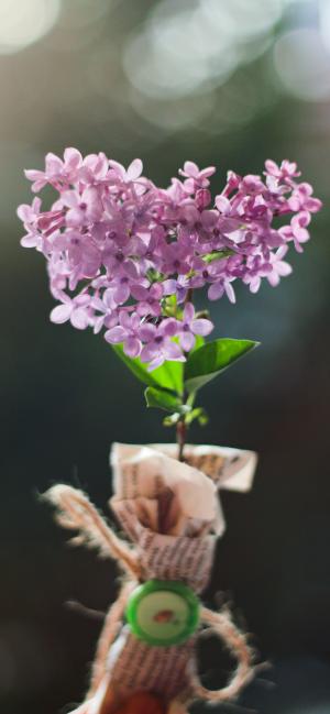 浪漫的紫丁香花