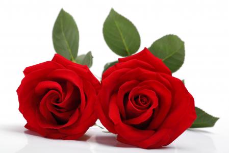 浪漫白色情人节红玫瑰背景图片